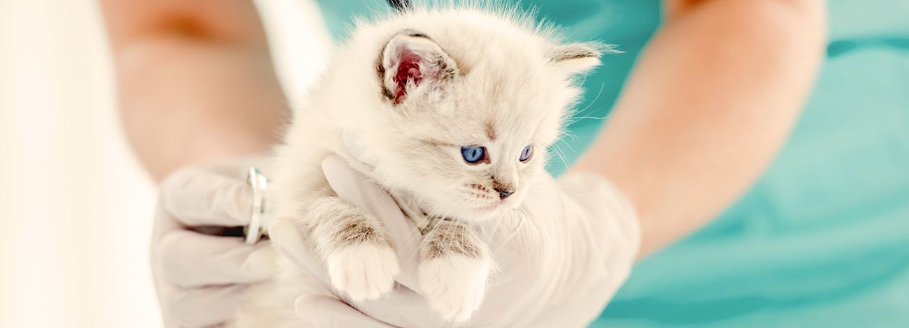 veterinarian holding a little furry kitten