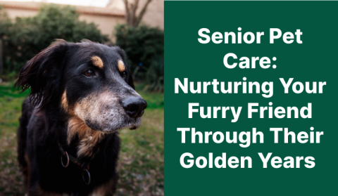 Senior Pet Care: Nurturing Your Furry Friend Through Their Golden Years