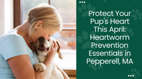 Protect Your Pup's Heart This April: Heartworm Prevention Essentials in Pepperell, MA