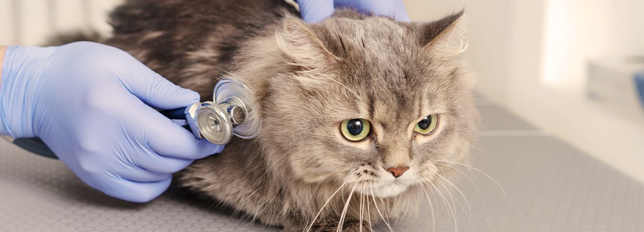 vet checking cat with a stethoscope