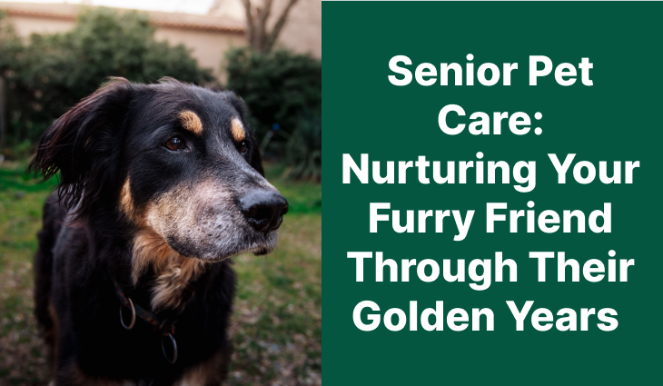 Old black dog with grey muzzle looking away, text about senior pet care.