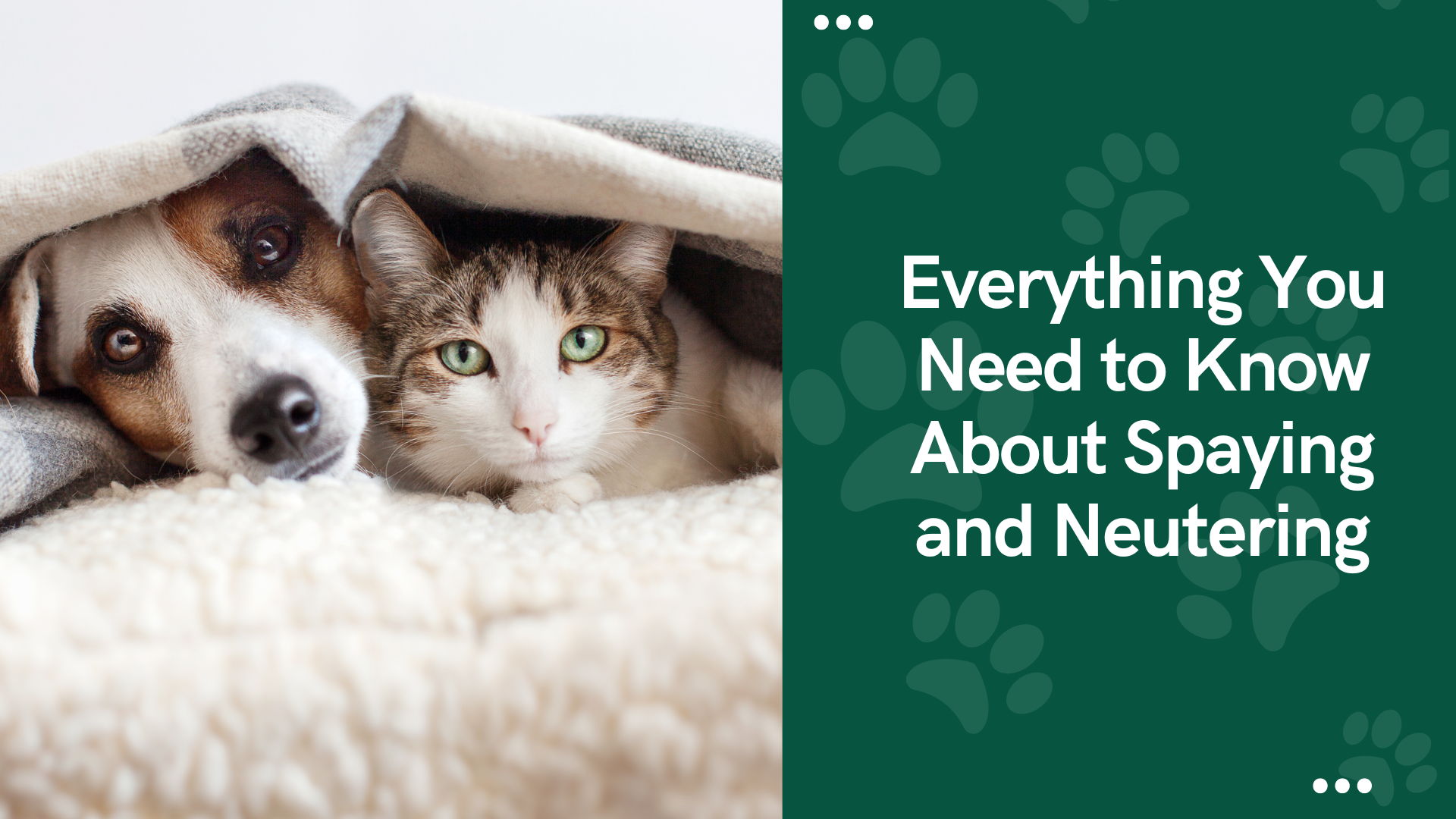Dog and cat peeking out from under a blanket, with a concerned expression.