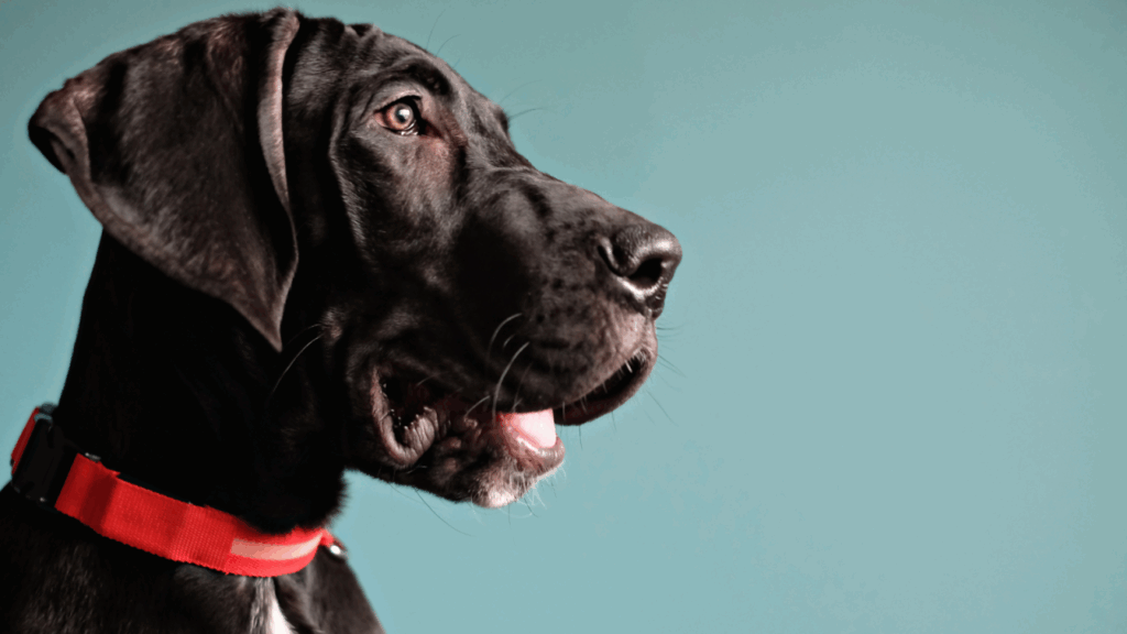 Profile of a black dog with a red collar against a teal background.