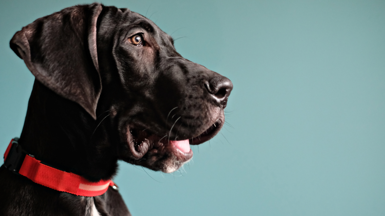 Profile of a black dog with a red collar against a teal background.