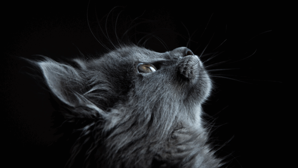 Gray cat looking up, whiskers spread out, against a dark background.