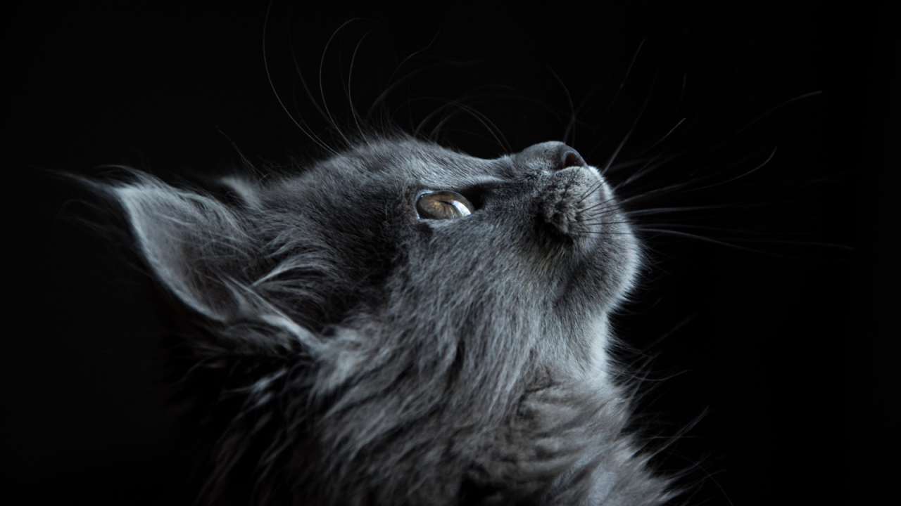 Gray cat looking up, whiskers spread out, against a dark background.