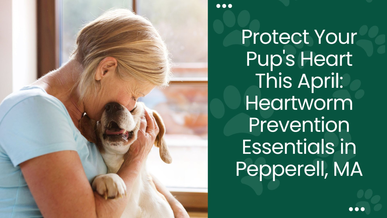 Elderly woman affectionately hugging a smiling beagle by a window.