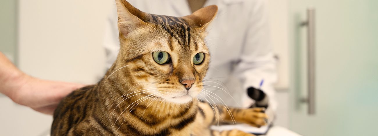Tabby cat being examined by a veterinarian in a clinic.