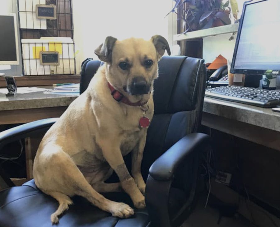 Dog sitting on an office chair in front of a desk with a computer.