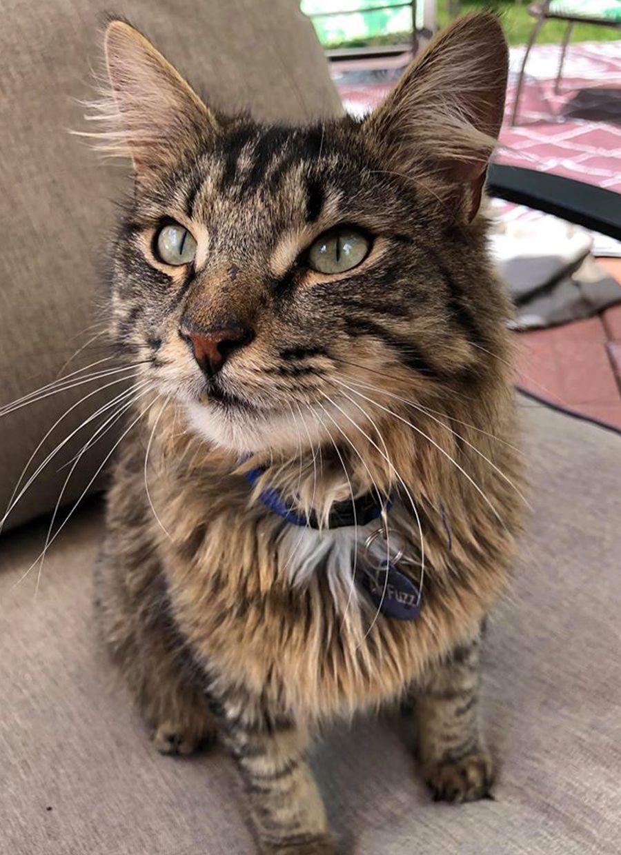 Close-up of a tabby cat with striking green eyes and a blue collar.