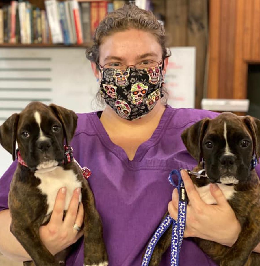 Woman in scrubs and mask holding two boxer puppies.