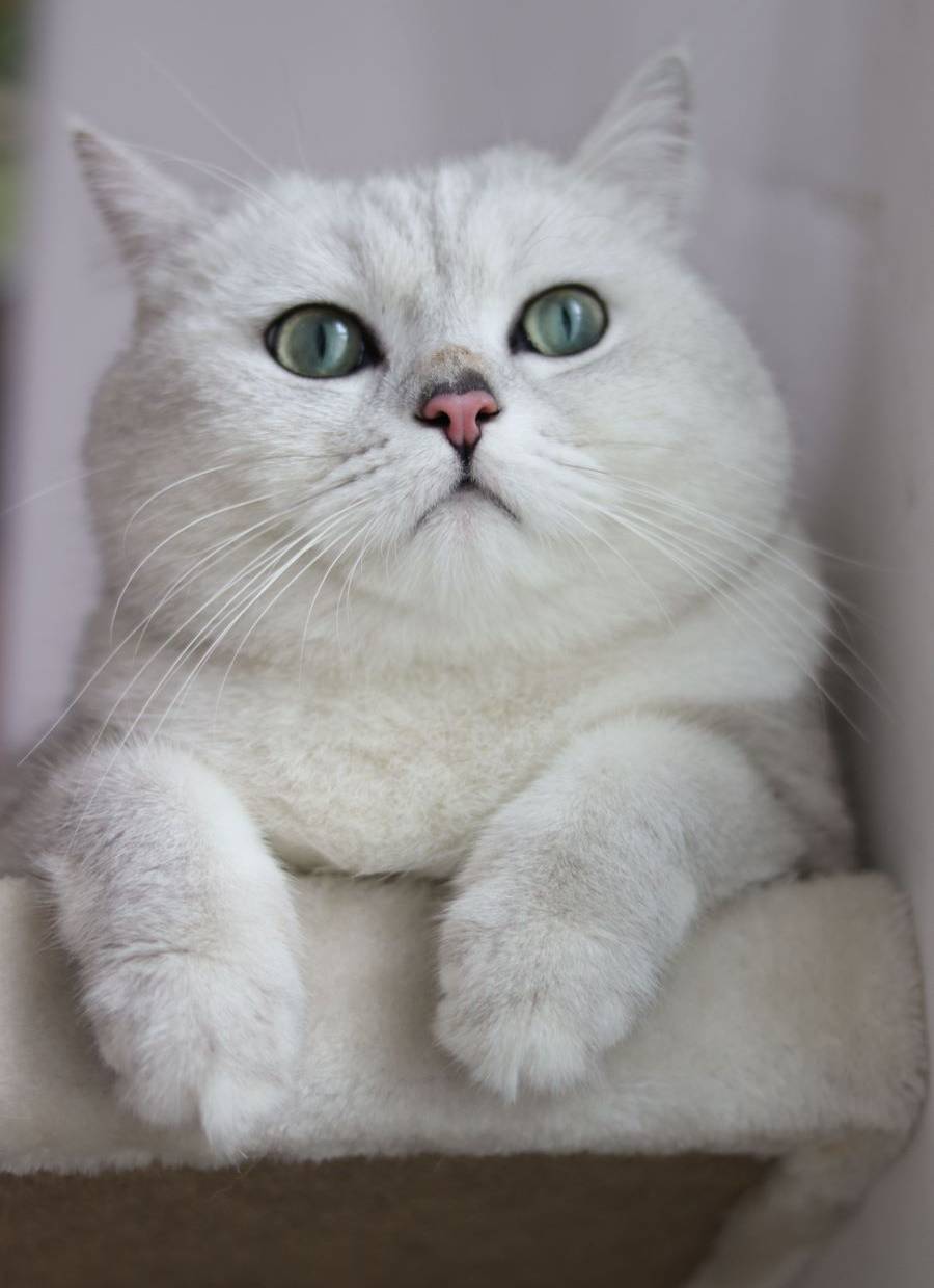 A white cat with striking green eyes looking curiously at the viewer.