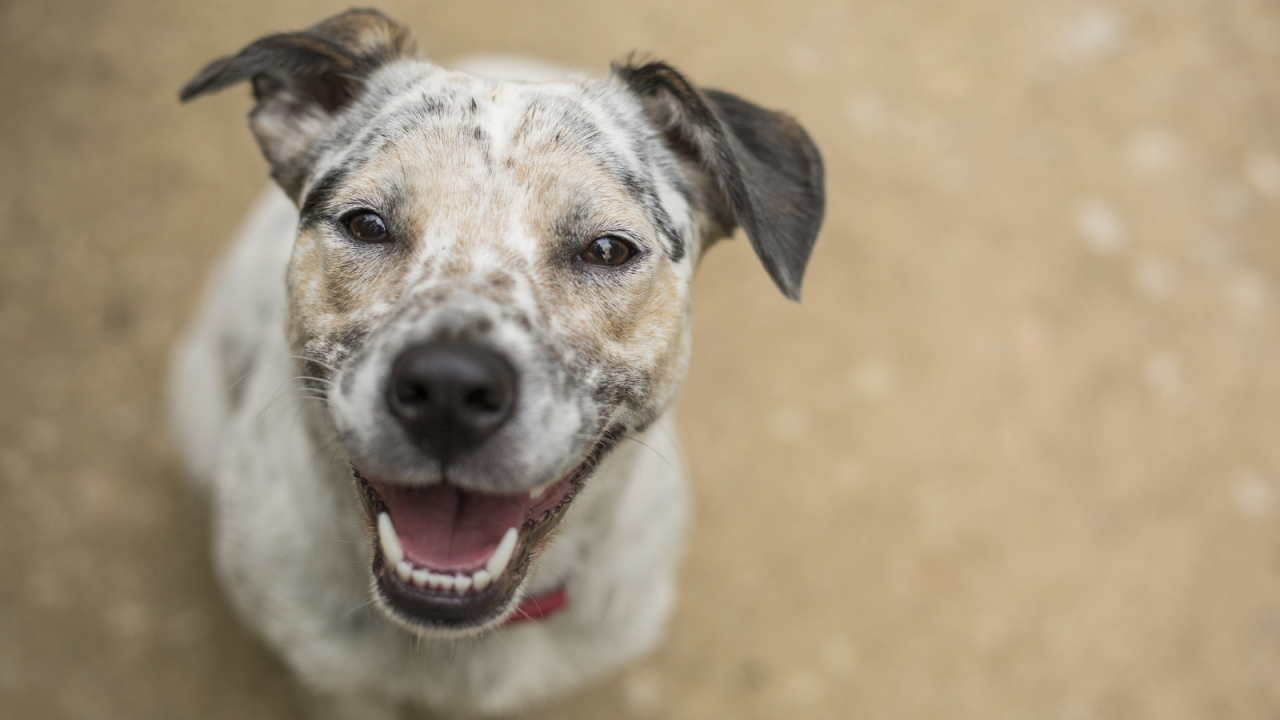 Happy speckled dog with a cheerful expression looking up at the camera.