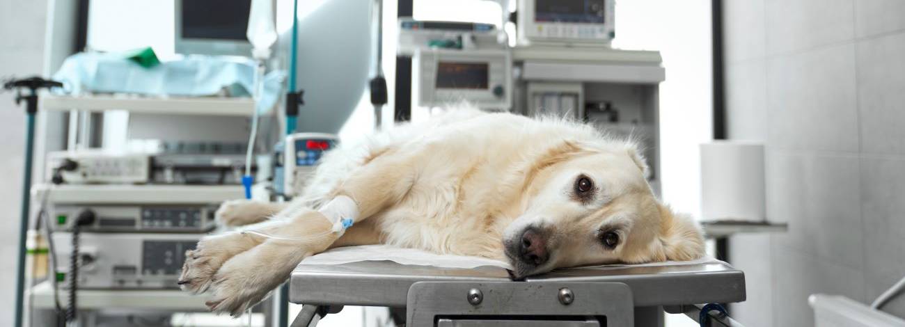 Golden retriever lying on a veterinary surgery table with medical equipment around.