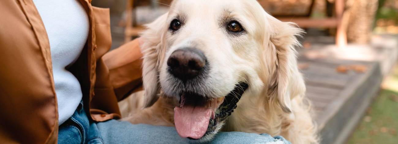 Golden Retriever with a happy expression resting head on owner's lap.