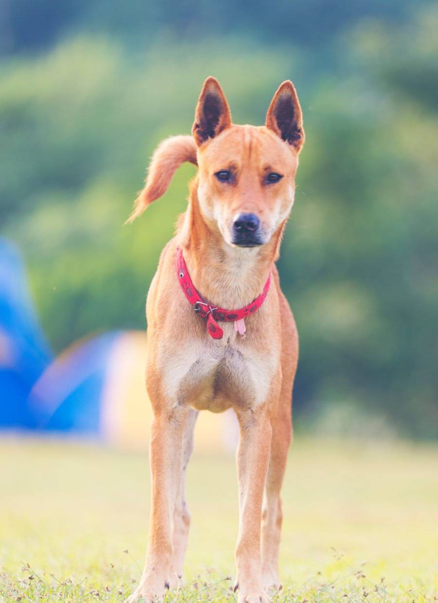 Brown dog with a red collar standing in a grassy field.