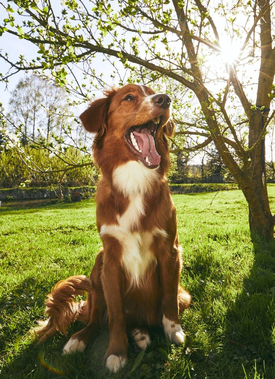 Happy brown and white dog sitting in a sunny garden.