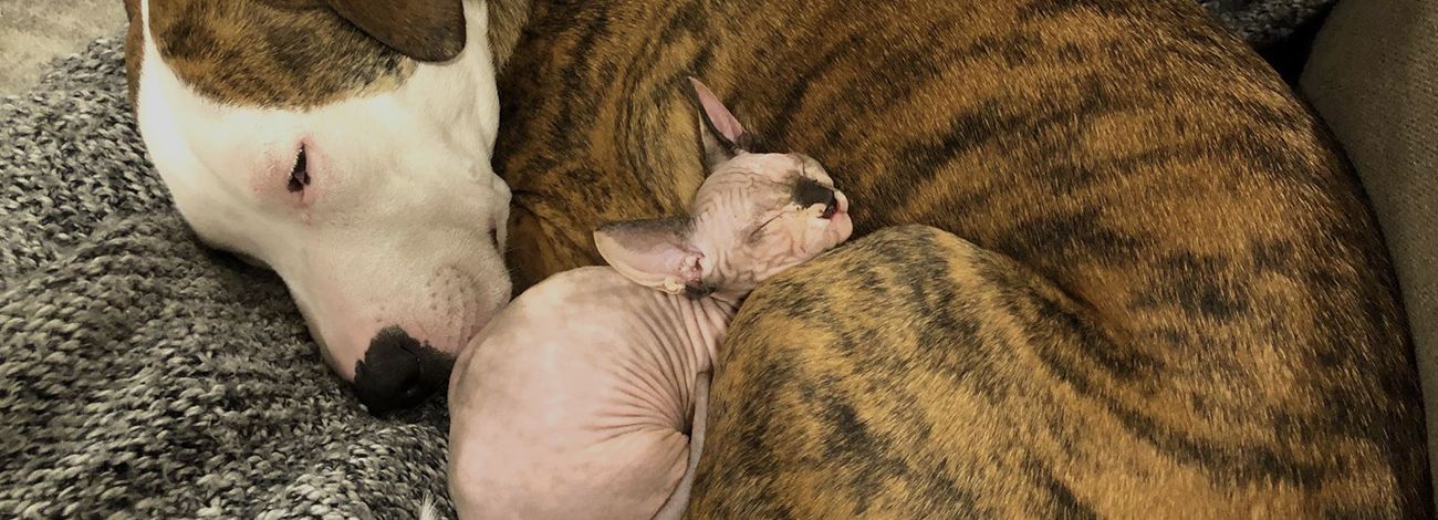 A brindle dog and a hairless cat cuddling on a grey blanket.