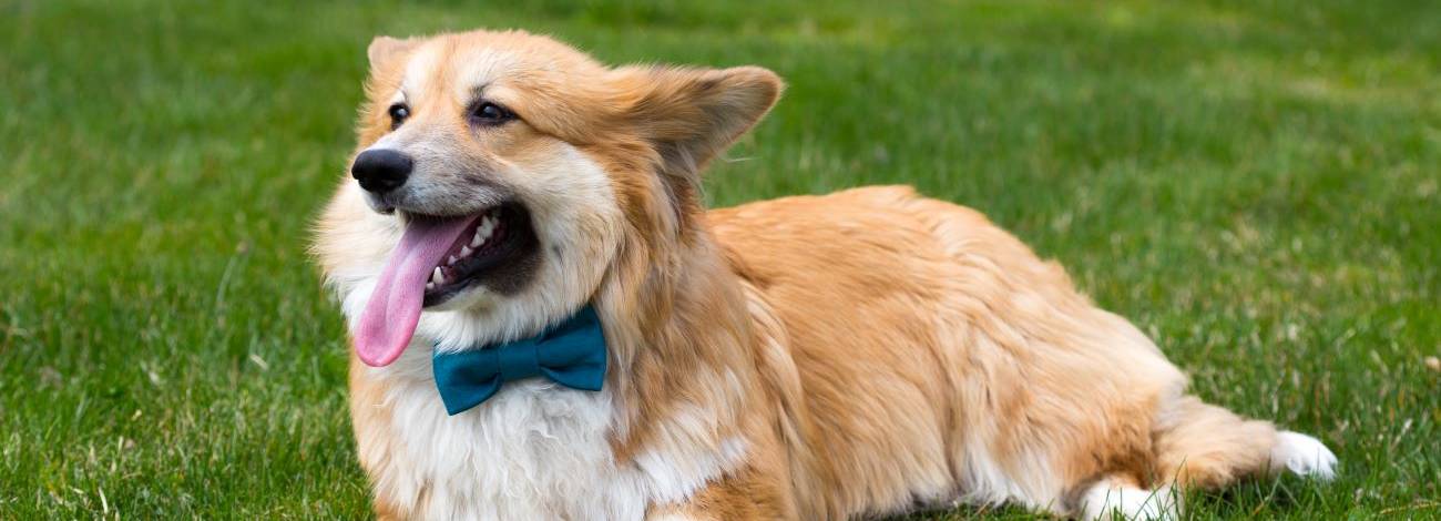 Happy corgi with a blue bow tie lying on grass.