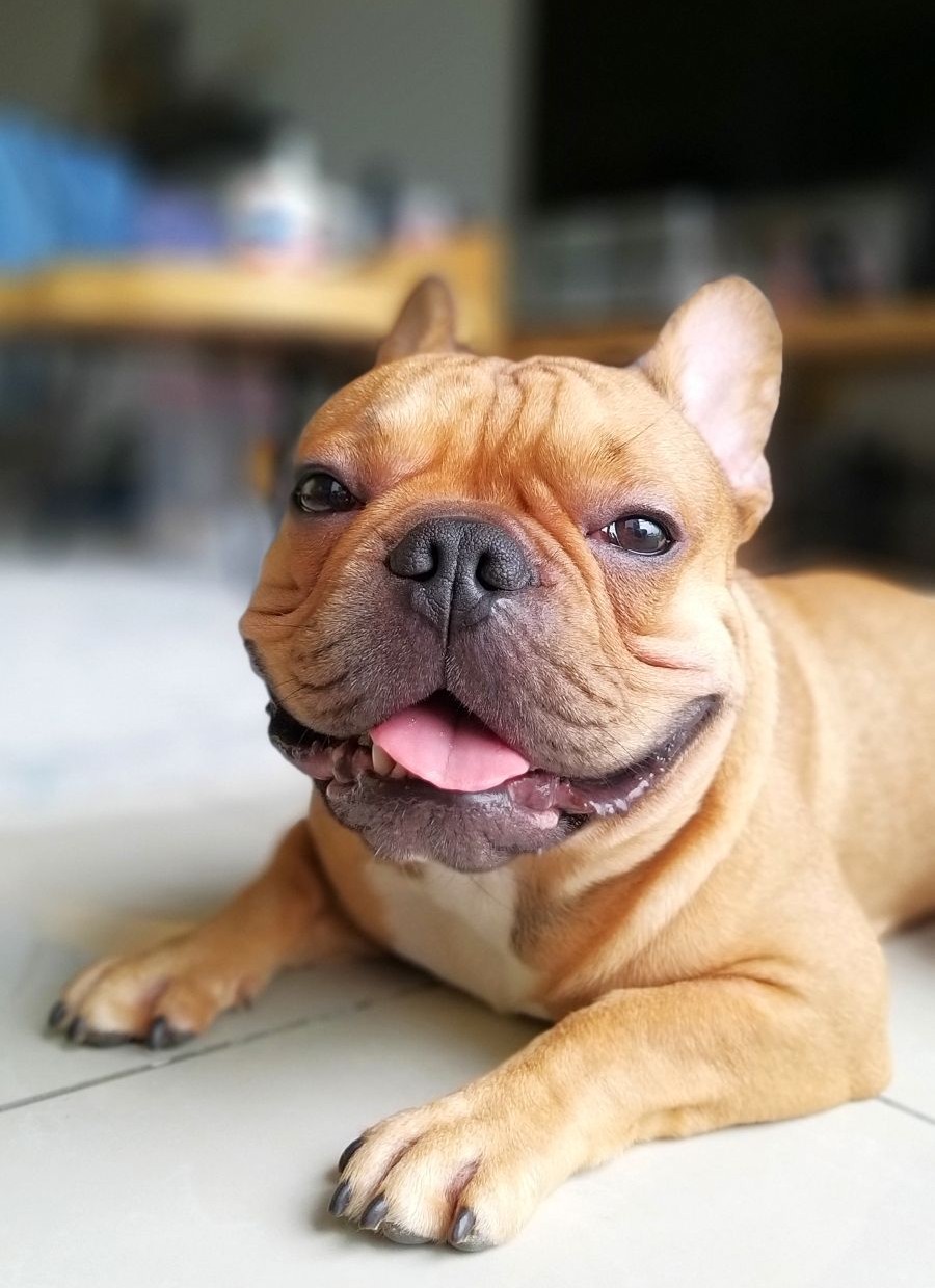 french-bulldog-lying-down-on-the-floor-and-looking