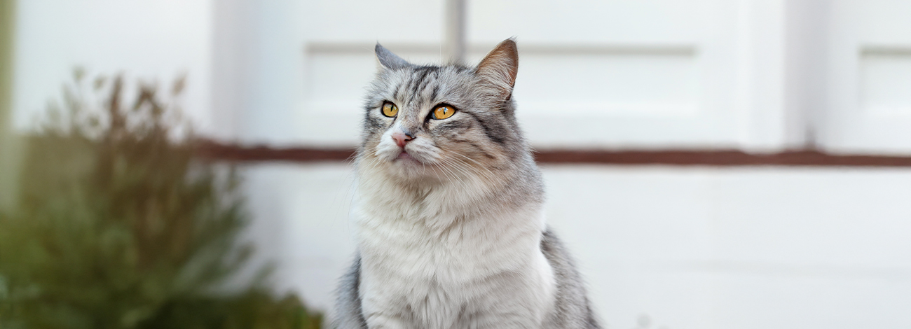 Fluffy gray cat with striking yellow eyes sitting outdoors.