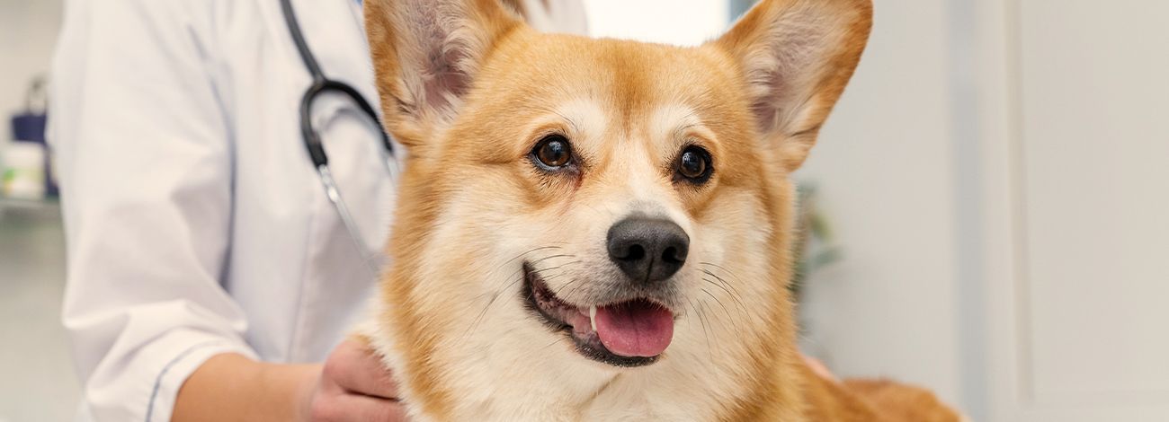 A happy Corgi in a veterinarian's arms, wearing a stethoscope.