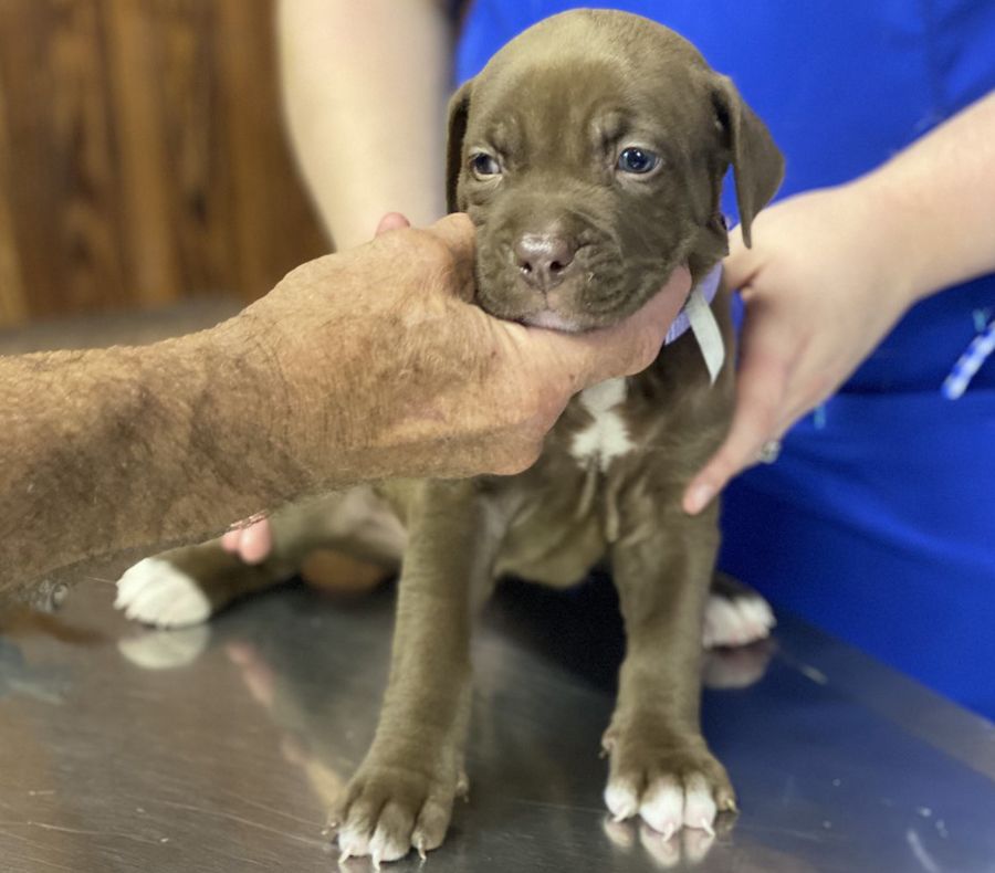 A brown puppy held gently by a human hand, with another hand supporting it.