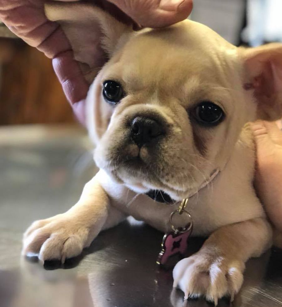 A hand gently petting the head of a small, fawn-colored French Bulldog with a pink ID tag.