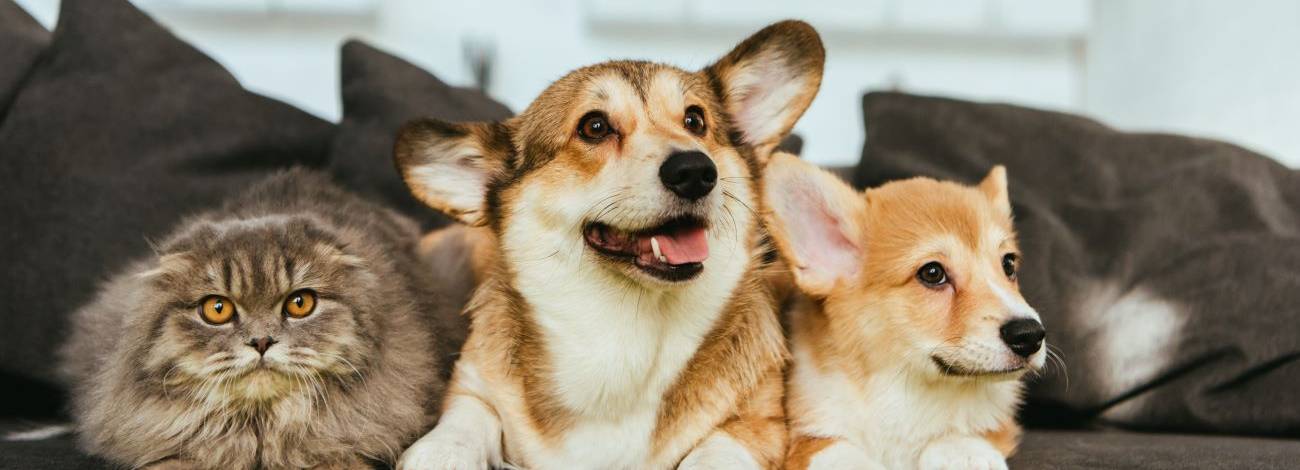 Two corgis and a fluffy cat sitting together on a couch.