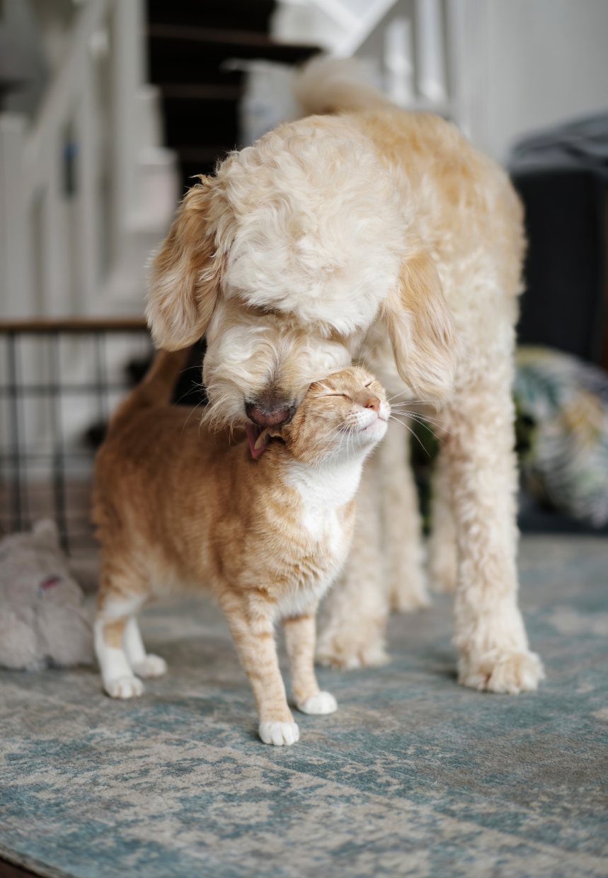 cute pet red cat rejoices to his friend a dog