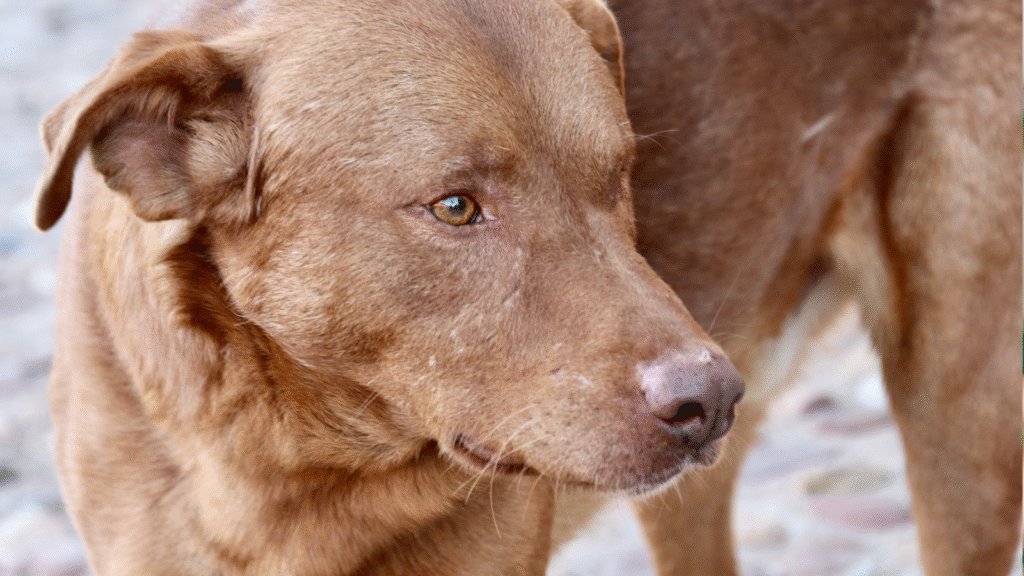 Close-up of a brown dog with an alert expression.