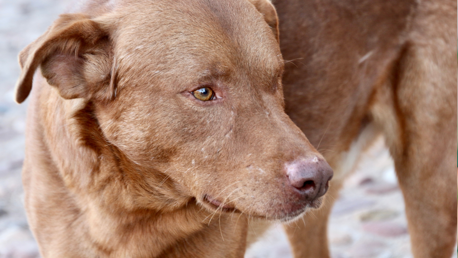 Close-up of a brown dog with an alert expression.