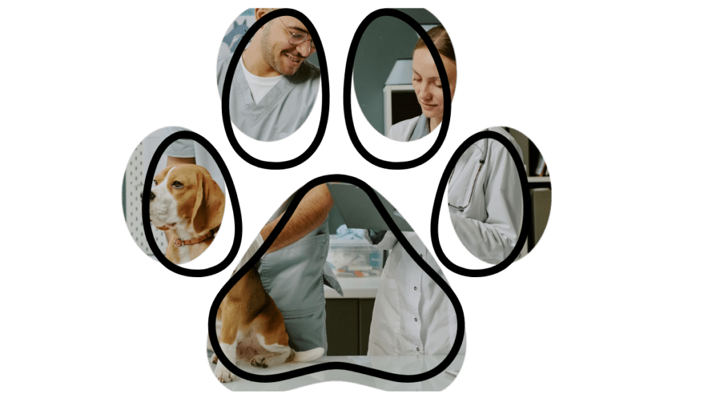Full-service vet near me in Pepperell Massachusetts