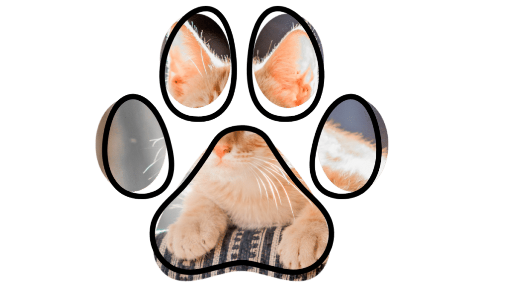 Preventive veterinary care Pepperell MA