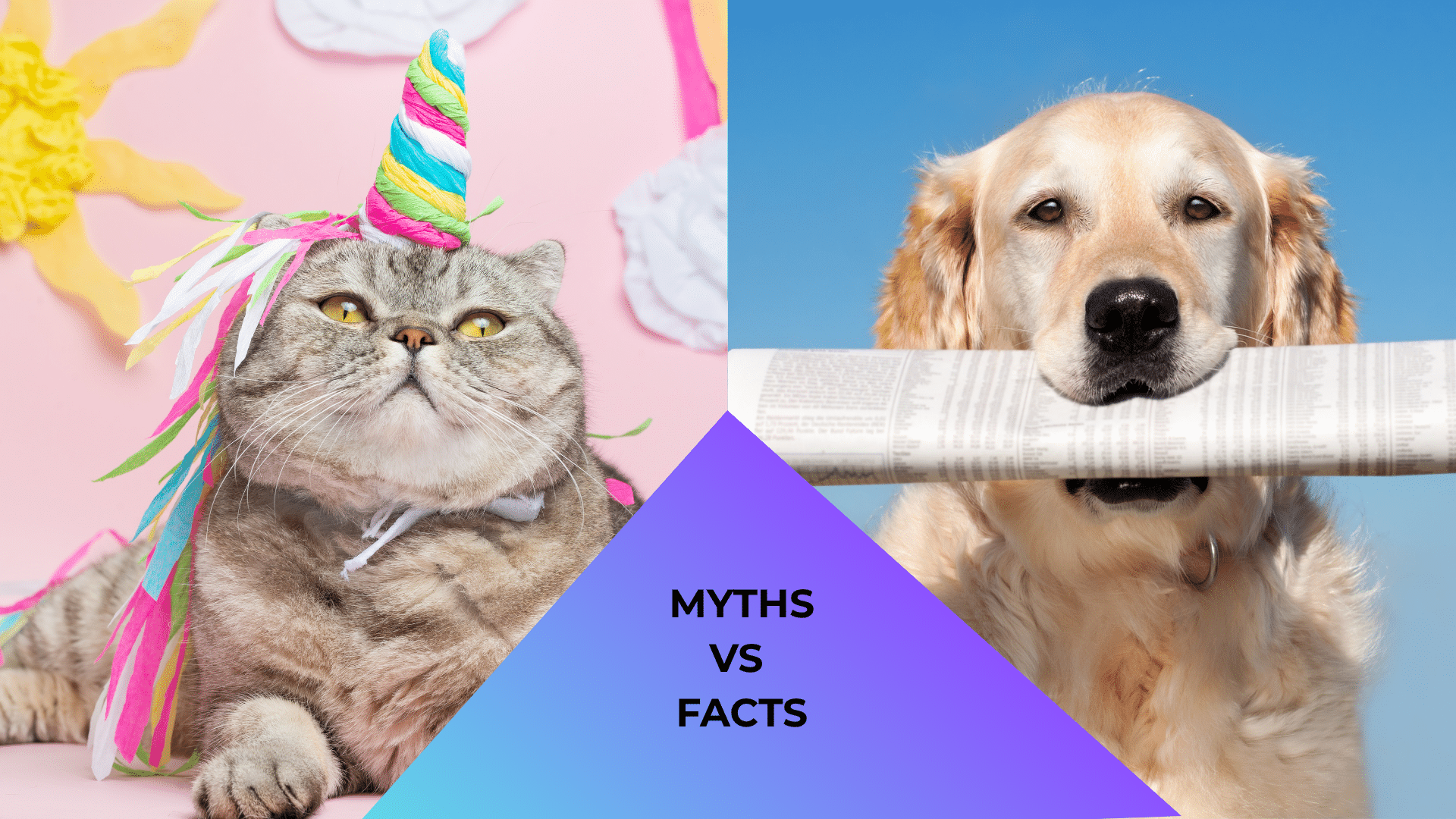 Dog with newspaper and cat dressed as a unicorn with myth vs fact theme