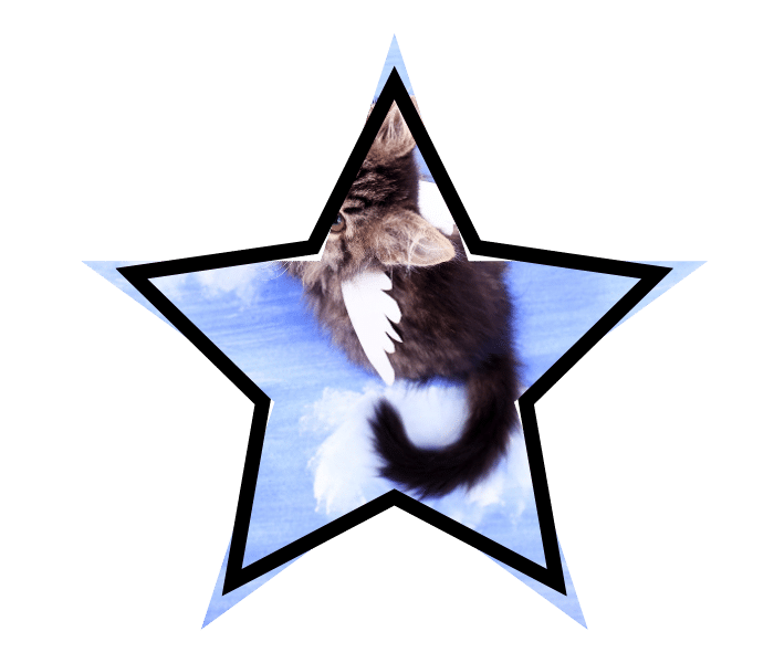 Mythical winged cat illustrating animal care education in Pepperell, MA