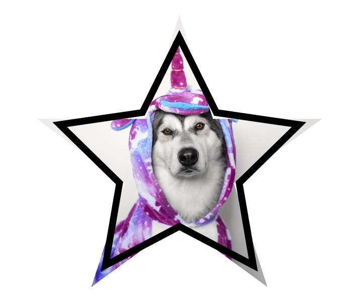 Dog in a unicorn costume promoting accurate animal care information from Preventive Veterinary Medicine Clinic in Pepperell, MA