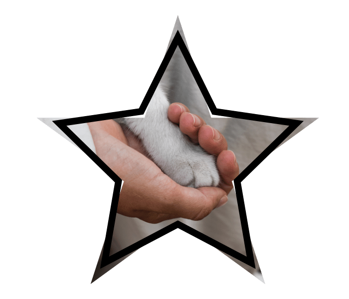 Person holding a cat's paw during animal care visit at Preventive Veterinary Medicine Clinic in Pepperell, MA