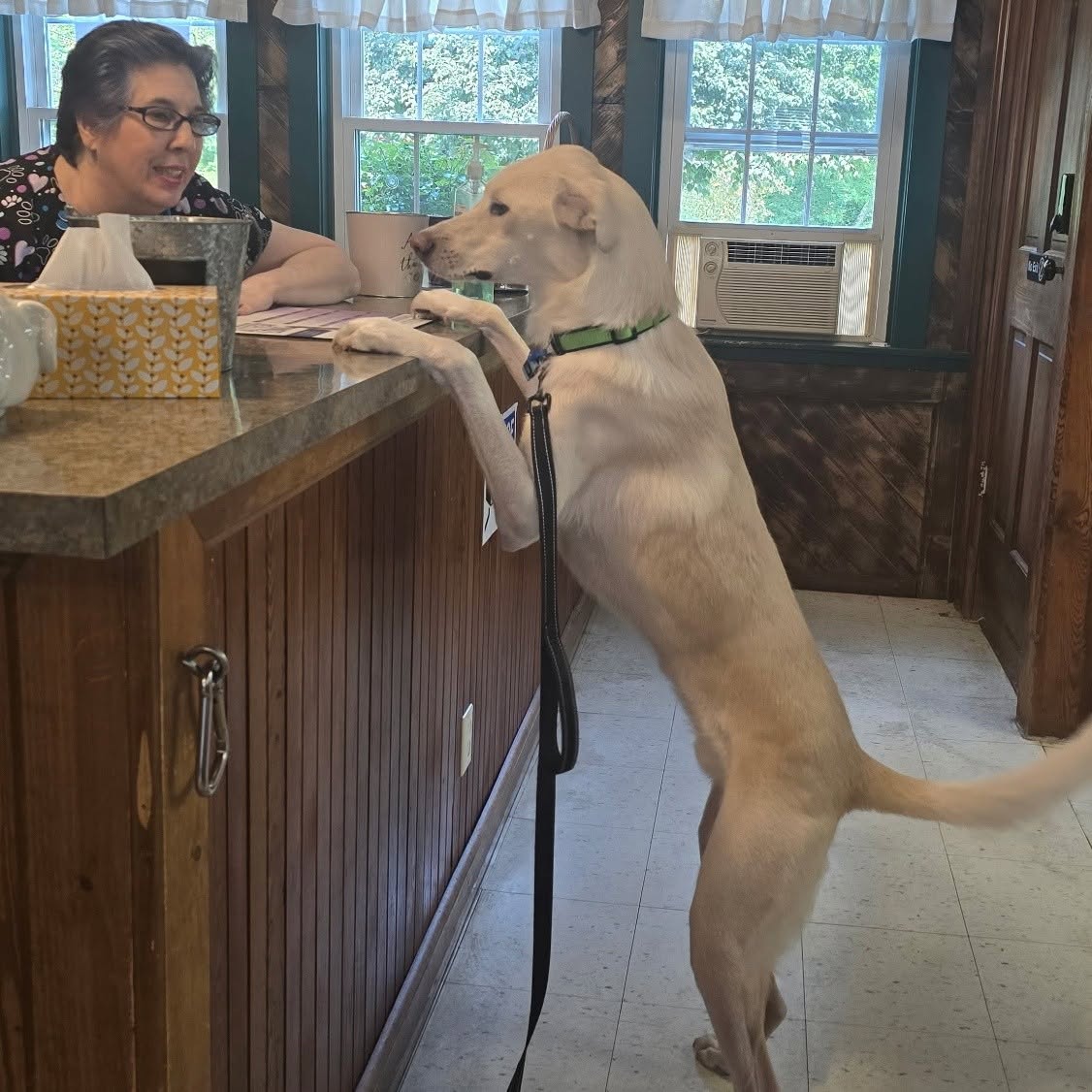 White dog standing on its hind legs to greet a staff member at a veterinary clinic reception desk.