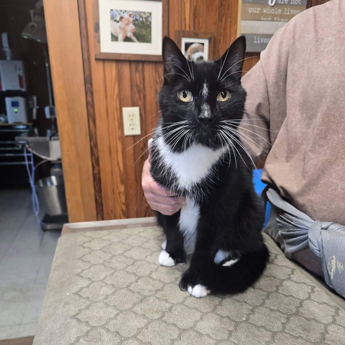 Black and white tuxedo cat sitting on an examination table at a veterinary clinic.