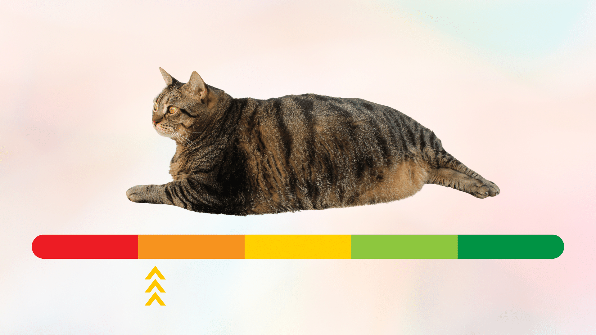 Overweight cat body above a healthy to overweight scale