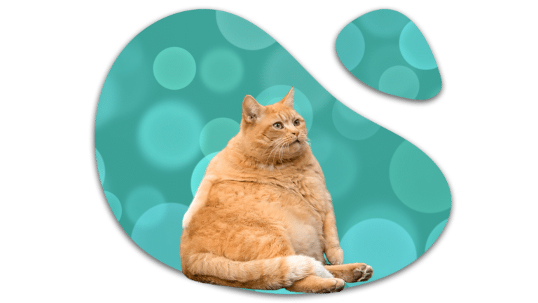 Obese orange cat representing weight concerns discussed at Preventive Veterinary Medicine Clinic in Pepperell, MA