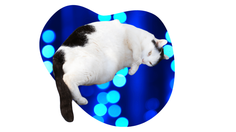 Overweight black and white cat in Pepperell, MA